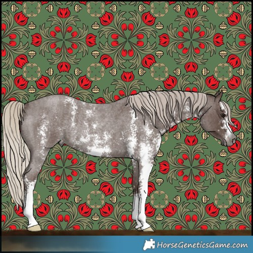 Horse Color:Gray Silver Blue Roan Sabino Rabicano