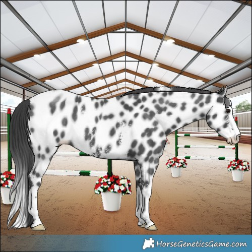 Horse Color:Black Sabino Splash Appaloosa Rabicano