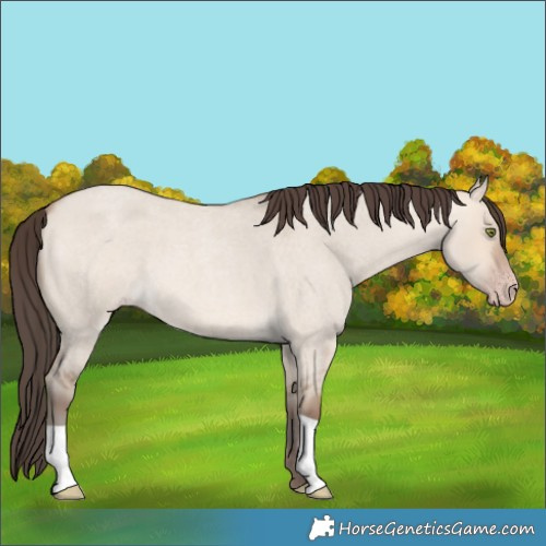 Horse Color:Amber Champagne Roan Dun 