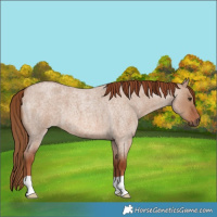 Horse Color:Red Dun Roan 