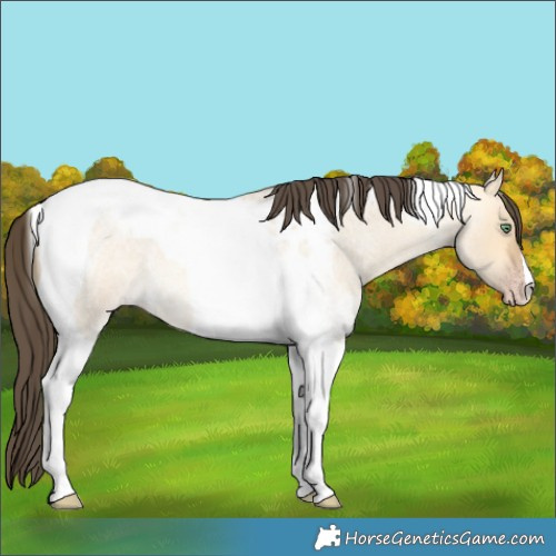 Horse Color:Amber Cream Champagne Roan Dun Tobiano
