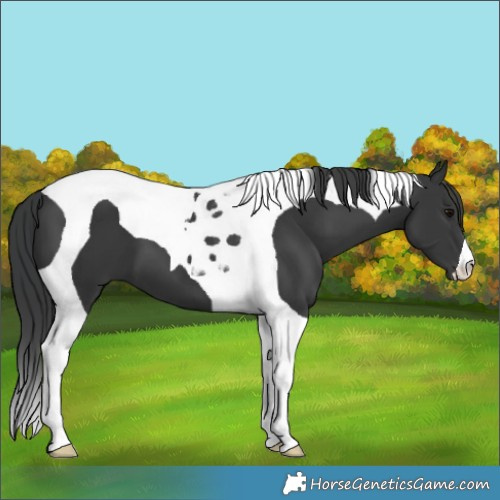 Horse Color:Black Tobiano 