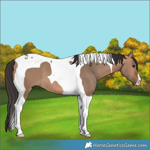 Horse Color:Bay Dun Tobiano