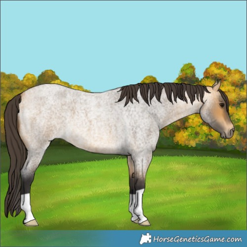 Horse Color:Buckskin Roan