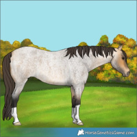 Horse Color:Buckskin Roan