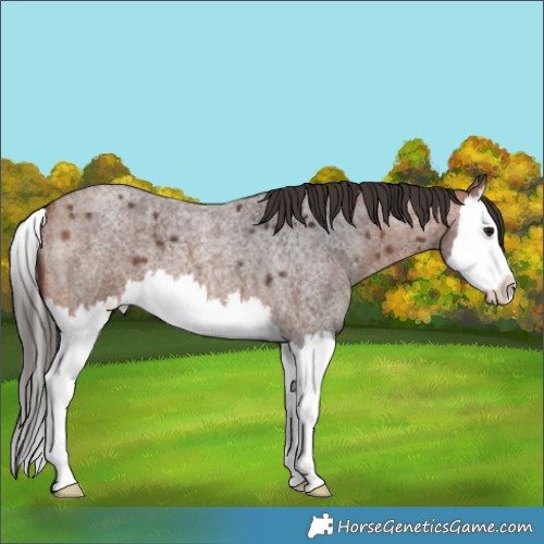 Horse Color:Bay Roan Splash 