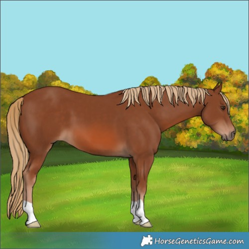 Horse Color:Chestnut 