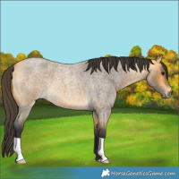 Horse Color:Buckskin Roan