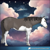 Horse Color:Smoky Grullo Splash