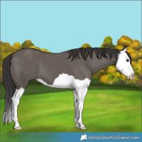 Horse Color:Smoky Grullo Splash