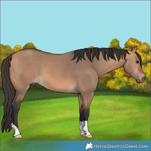 Horse Color:Bay Dun 