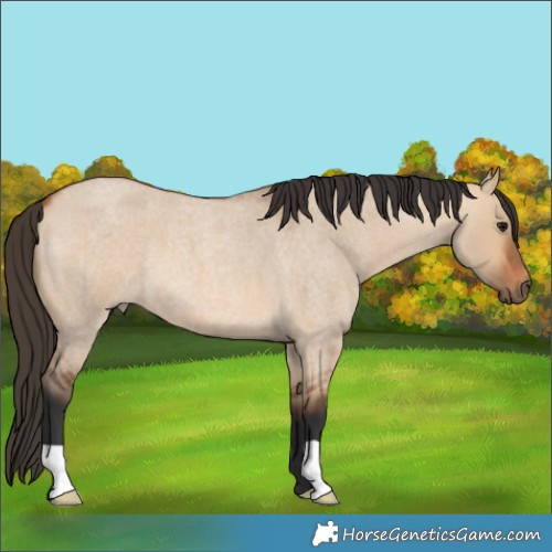 Horse Color:Bay Roan Dun 
