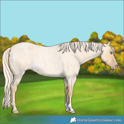 Horse Color:Gold Cream Champagne Roan Dun
