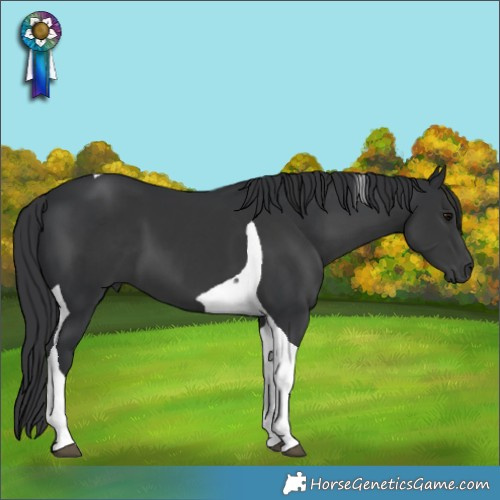 Horse Color:Black Tobiano 