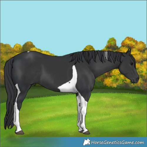 Horse Color:Black Tobiano 