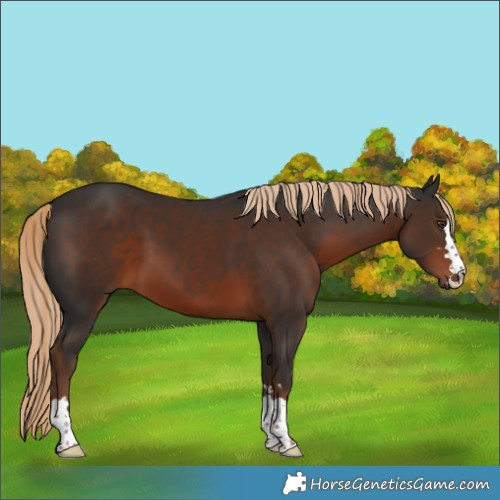 Horse Color:Liver Chestnut 