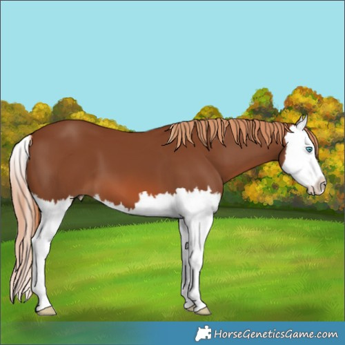 Horse Color:Chestnut Splash 