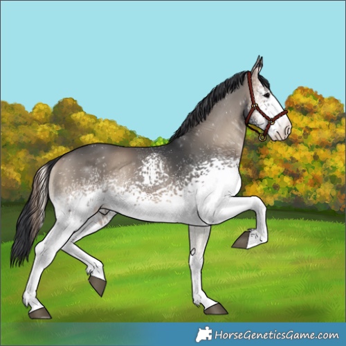 Horse Color:White Spotted Blue Onyx Rabicano 