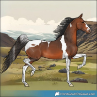 Horse Color:Bay Tobiano 