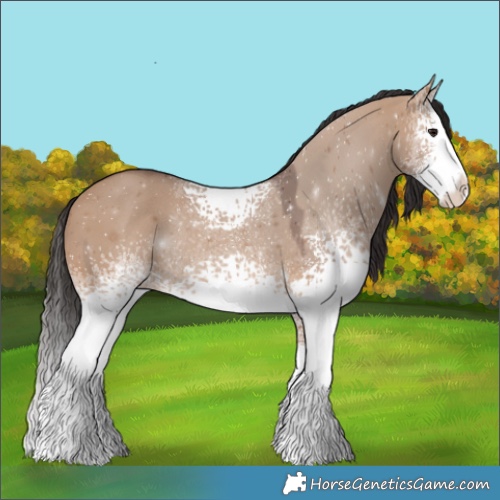 Horse Color:White Spotted Bay Dun Splash Rabicano 