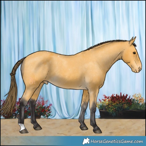 Horse Color:Buckskin Appaloosa 