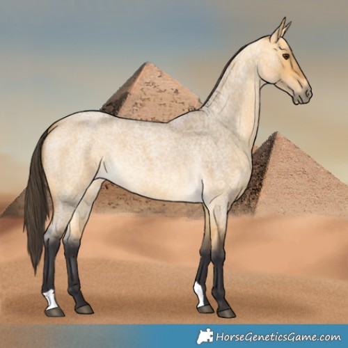 Horse Color:Buckskin Roan Dun