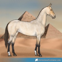 Horse Color:Buckskin Roan Dun 