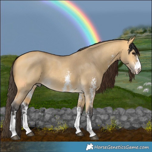 Horse Color:Buckskin Dun Sabino 