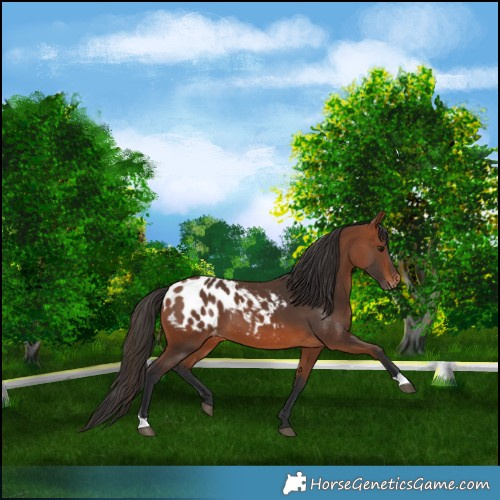 Horse Color:Bay Appaloosa 