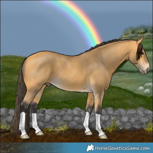 Horse Color:Buckskin 
