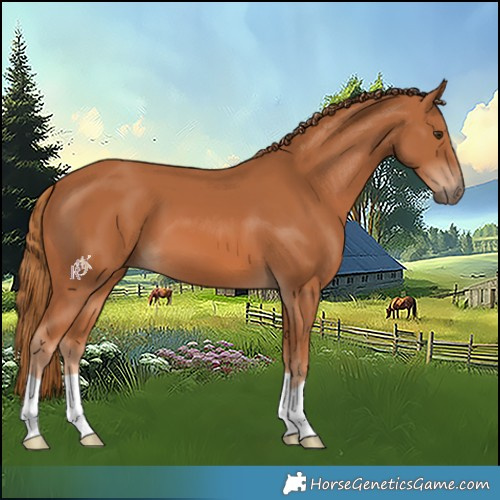 Horse Color:Chestnut 