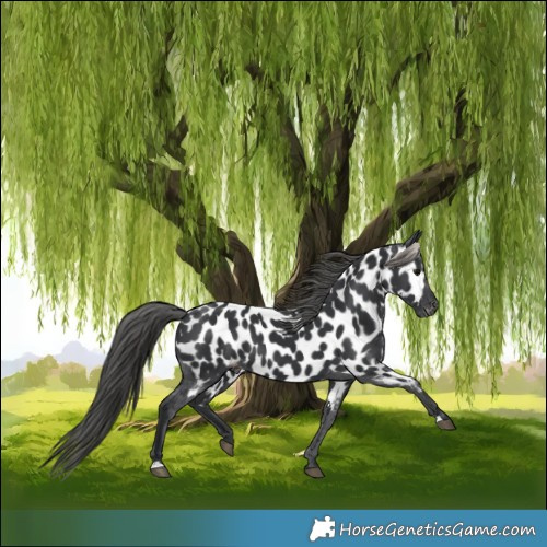Horse Color:Black Near Leopard
