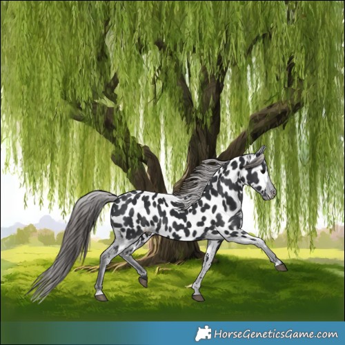 Horse Color:Black Near Leopard 