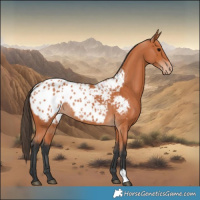 Horse Color:Bay Appaloosa 