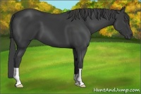 Horse Color:Smoky Black 