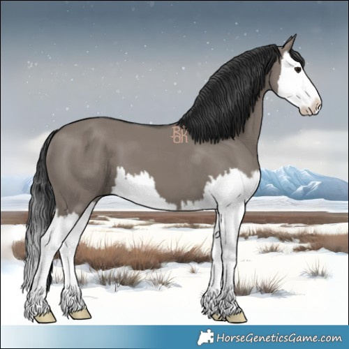 Horse Color:Grullo Splash