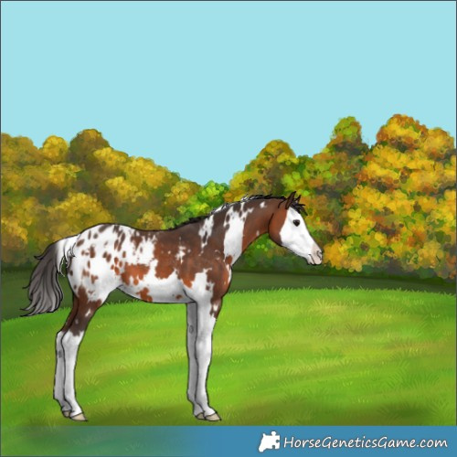 Horse Color:White Spotted Brown Splash Appaloosa 
