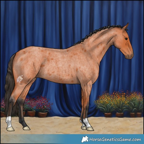Horse Color:Bay Roan 