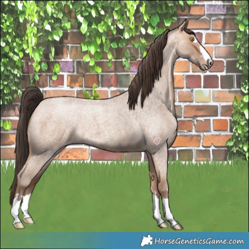 Horse Color:Amber Champagne Roan 