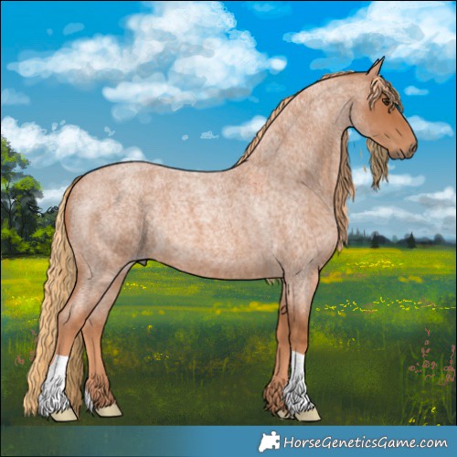 Horse Color:Red Roan
