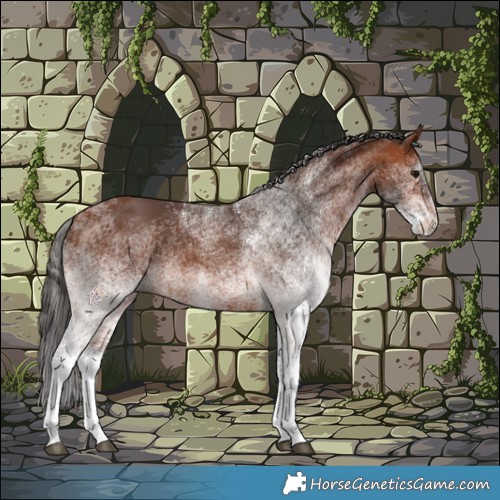 Horse Color:White Spotted Bay 