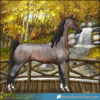 Horse Color:Brown Roan 
