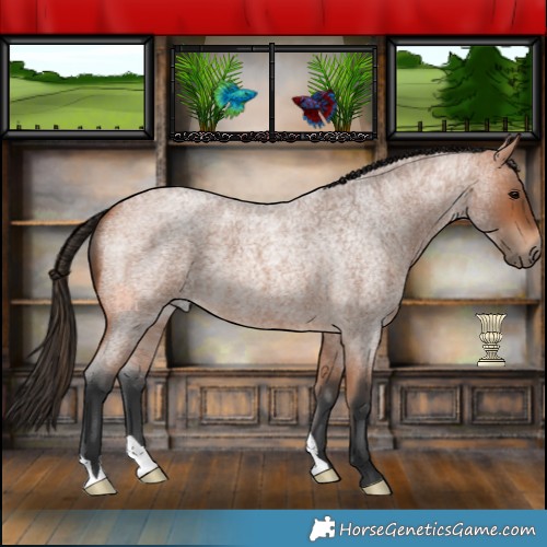 Horse Color:Bay Roan