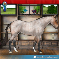 Horse Color:Bay Roan 