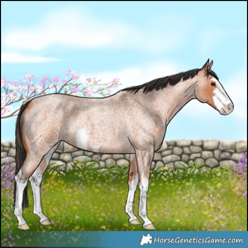 Horse Color:White Spotted Bay Roan 
