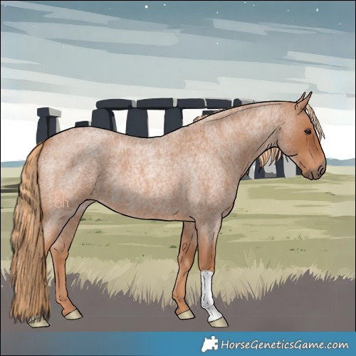 Horse Color:Red Roan 