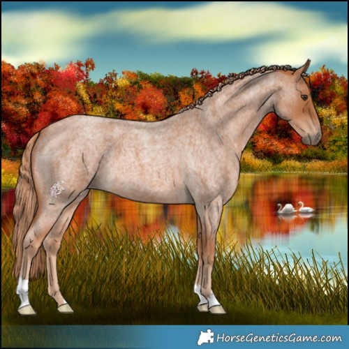 Horse Color:Red Roan 