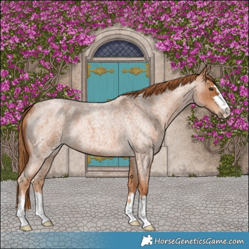 Horse Color:Red Roan 