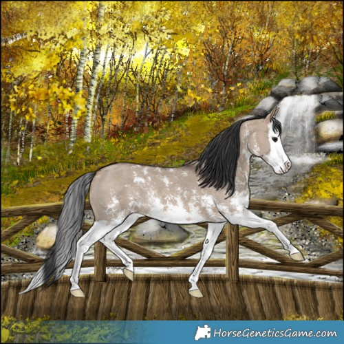 Horse Color:Brown Dun Sabino Splash 