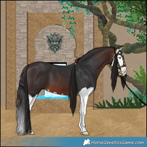 Horse Color:Brown Splash